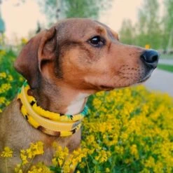 Kusse&Kutta Hundhalsband Bred Modell Solsikke 7 Kusse&Kutta Hundhalsband Bred Modell Solsikke -Kjæledyrutstyr Salgsbutikk kussekutta extralevea panta auringonkukka az c6