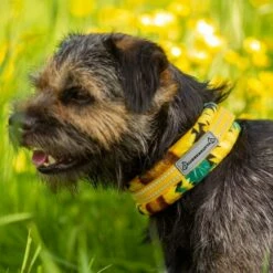 Kusse&Kutta Hundhalsband Solsikke -Kjæledyrutstyr Salgsbutikk kussekutta puolikiristava panta auringonkukka az 0b