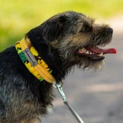 Kusse&Kutta Hundhalsband Solsikke -Kjæledyrutstyr Salgsbutikk kussekutta puolikiristava panta auringonkukka az 24