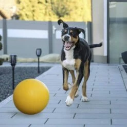 Kerbl Ball Til Hund Hard Plast 30 Cm -Kjæledyrutstyr Salgsbutikk leikkipallo koiralle 30 cm az 1d