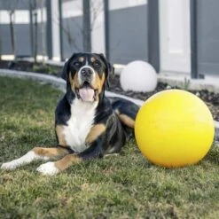 Kerbl Ball Til Hund Hard Plast 30 Cm -Kjæledyrutstyr Salgsbutikk leikkipallo koiralle 30 cm az 21