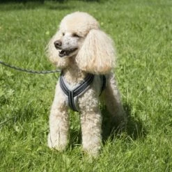 Basic Cosy Y-Sele Røyk 13 Basic Cosy Y-Sele Røyk -Kjæledyrutstyr Salgsbutikk mmg basic basic cosy valjas basic cosy savu lifestyle d2