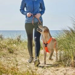 Non-Stop Dogwear Line Hundesele 5.0 Oransje -Kjæledyrutstyr Salgsbutikk non stop dogwear line harness 50 oranssi az 4c