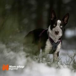 Non-stop Dogwear Non-Stop Line Hundsele 5.0 Lila 8 Non-stop Dogwear Non-Stop Line Hundsele 5.0 Lila -Kjæledyrutstyr Salgsbutikk non stop dogwear line harness 50 violetti az 93