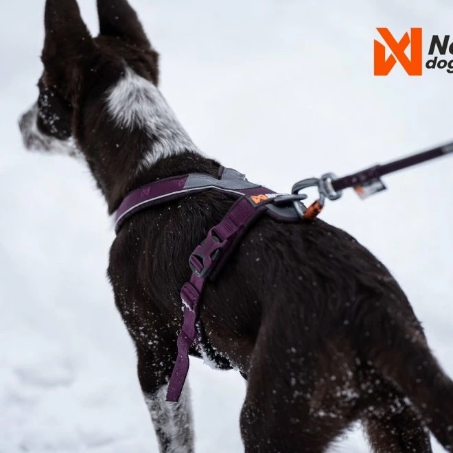 Non-stop Dogwear Non-Stop Line Hundsele 5.0 Lila 4 Non-stop Dogwear Non-Stop Line Hundsele 5.0 Lila - Bilde 2