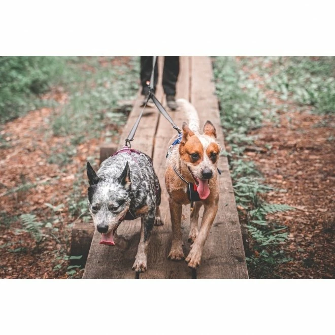 Non-stop Dogwear Touring Double Divider Til Kobbel 6 Non-stop Dogwear Touring Double Divider Til Kobbel - Bilde 4