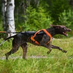 Non-Stop Dogwear Freemotion 5.0 Drasele Oransje & Svart