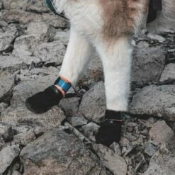 Non-Stop Dogwear Protector Hundesko Svart & Oranje 4-pakke 8 Non-Stop Dogwear Protector Hundesko Svart & Oranje 4-pakke -Kjæledyrutstyr Salgsbutikk non stop protector koiran tossut musta oranssi az ce