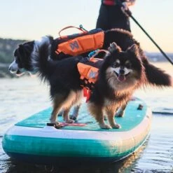 Non-Stop Dogwear Protector Redningsvest Til Hund Oransje & Svart -Kjæledyrutstyr Salgsbutikk non stop protector koirien pelastusliivi musta oranssi az 09