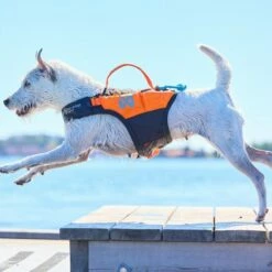 Non-Stop Dogwear Protector Redningsvest Til Hund Oransje & Svart -Kjæledyrutstyr Salgsbutikk non stop protector koirien pelastusliivi musta oranssi az e2