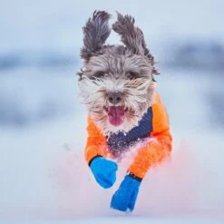 Non-Stop Dogwear Protector Snow Hundeoverall Tispe Svart & Oransje -Kjæledyrutstyr Salgsbutikk non stop protector snow haalari narttumalli az 6a