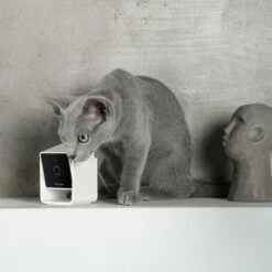 PetCube Cam Kjæledyrskamera Med Lyd -Kjæledyrutstyr Salgsbutikk petcube video camera 1080p hd 2 way audio az 0f