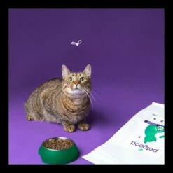 Petgood Adult Cat I Insektsfôr 3x5 Kg -Kjæledyrutstyr Salgsbutikk petgood adult cat insektsfoder 09