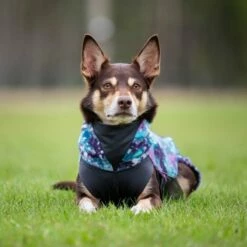 Pomppa Jumppa Fleecetrøye Hund Lilla & Blå -Kjæledyrutstyr Salgsbutikk pomppa jumppa fleecepaita aurora az 02