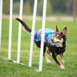 Pomppa Jumppa Fleecetrøye Hund Lilla & Blå -Kjæledyrutstyr Salgsbutikk pomppa jumppa fleecepaita aurora az b0