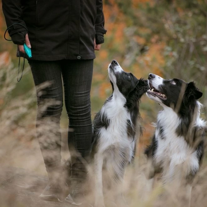 Pro Dog Fløyte Mint 5 Pro Dog Fløyte Mint - Bilde 3