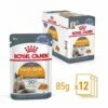 Royal Canin Intense Beauty I Gelé (12x85g) -Kjæledyrutstyr Salgsbutikk royal canin hair skin care jelly 12 x 85 g 2e