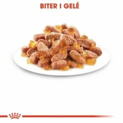 Royal Canin Kitten Instinctive Gelé Wet (12x85g) -Kjæledyrutstyr Salgsbutikk royal canin kitten in jelly 12 x 85 g b8