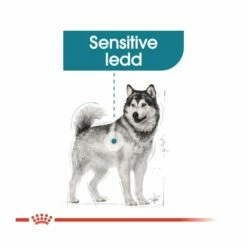 Royal Canin Maxi Joint Care -Kjæledyrutstyr Salgsbutikk royal canin maxi joint care 9d