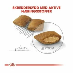 Royal Canin Mini Exigent 19 Royal Canin Mini Exigent -Kjæledyrutstyr Salgsbutikk royal canin mini exigent dd