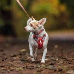 RuffWear Hi & Light Hundesele Mørk Rosa -Kjæledyrutstyr Salgsbutikk ruffwear hi light valjaat salmon pink az 3f