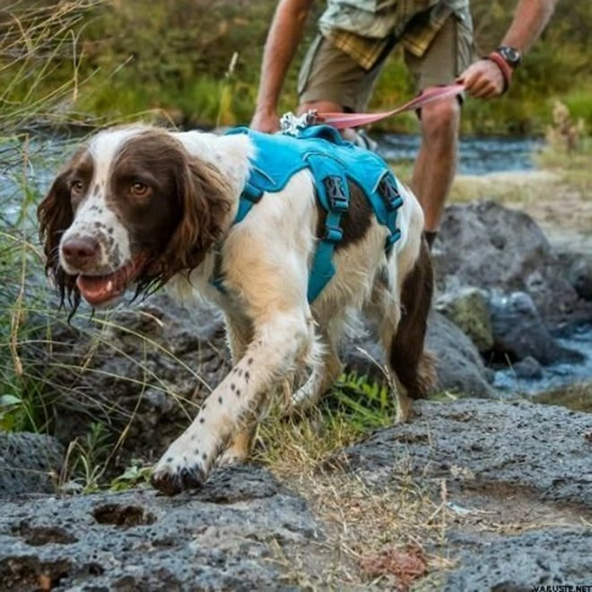 RuffWear Web Master Hundesele Blå 3 RuffWear Web Master Hundesele Blå