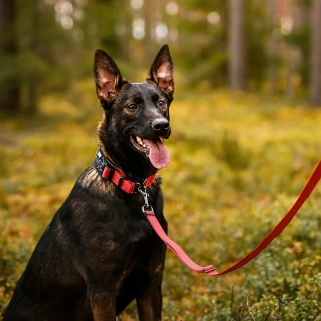 Rukka Bliss Multi Hundebånd Rød 4 Rukka Bliss Multi Hundebånd Rød - Bilde 2