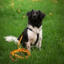 Tyylivoitto Sporline Oransje 6 M