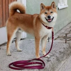 Tyylivoitto Hundekobbel Flettet Burgunder 16 Mm X 200 Cm -Kjæledyrutstyr Salgsbutikk tyylivoitto braid hihna burgundi ruusukulta 200cm az 2b