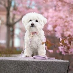 Tyylivoitto Hundekobbel Flettet Lila -Kjæledyrutstyr Salgsbutikk tyylivoitto braid hihna laventeli ruusukulta 200cm az 25