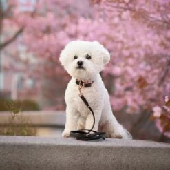 Tyylivoitto Hundekobbel Flettet Svart 10 Tyylivoitto Hundekobbel Flettet Svart -Kjæledyrutstyr Salgsbutikk tyylivoitto braid hihna musta ruusukulta az 84801 53