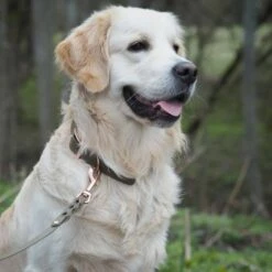 Tyylivoitto Hundekobbel Flettet Olivengrønn 16 Mm X 200 Cm -Kjæledyrutstyr Salgsbutikk tyylivoitto braid hihna oliivi ruusukulta 200cm az 50