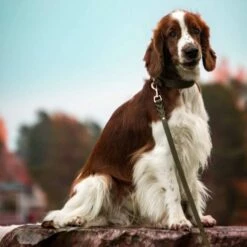 Tyylivoitto Hundekobbel Flettet Olivengrønn 16 Mm X 200 Cm -Kjæledyrutstyr Salgsbutikk tyylivoitto braid hihna oliivi ruusukulta 200cm az 66