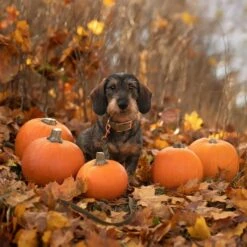 Tyylivoitto Classy Hundehalsbånd Stor Modell Olivengrønn -Kjæledyrutstyr Salgsbutikk tyylivoitto classy koiran panta oliivi ruusukulta az ef
