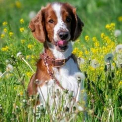 Tyylivoitto Classy Hundehalsbånd Stor Modell Brun -Kjæledyrutstyr Salgsbutikk tyylivoitto classy koiran panta ruskea ruusukulta az 51