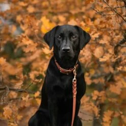 Tyylivoitto Classy Hundehalsbånd Stor Modell Brun -Kjæledyrutstyr Salgsbutikk tyylivoitto classy koiran panta ruskea ruusukulta az 6c