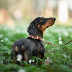 Tyylivoitto Classy Hundehalsbånd Stor Modell Brun -Kjæledyrutstyr Salgsbutikk tyylivoitto classy koiran panta ruskea ruusukulta az 88