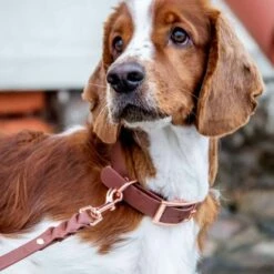 Tyylivoitto Classy Hundehalsbånd Stor Modell Brun -Kjæledyrutstyr Salgsbutikk tyylivoitto classy koiran panta ruskea ruusukulta az 91