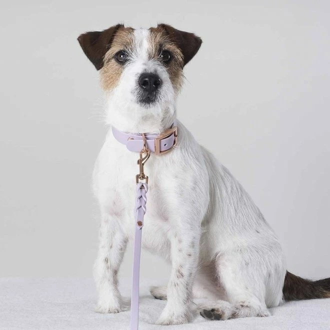 Tyylivoitto Classy Hundehalsbånd Lila 4 Tyylivoitto Classy Hundehalsbånd Lila - Bilde 2