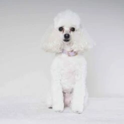 Tyylivoitto Classy Hundehalsbånd Lila 21 Tyylivoitto Classy Hundehalsbånd Lila -Kjæledyrutstyr Salgsbutikk tyylivoitto classy panta kapea laventeli ruusukulta az 4b