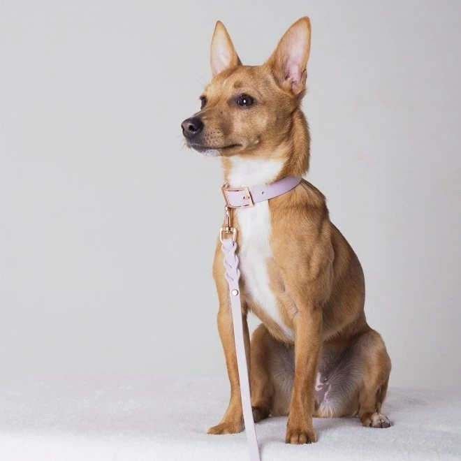 Tyylivoitto Classy Hundehalsbånd Lila 9 Tyylivoitto Classy Hundehalsbånd Lila - Bilde 7