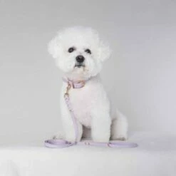 Tyylivoitto Classy Hundehalsbånd Lila 14 Tyylivoitto Classy Hundehalsbånd Lila -Kjæledyrutstyr Salgsbutikk tyylivoitto classy panta kapea laventeli ruusukulta az a3