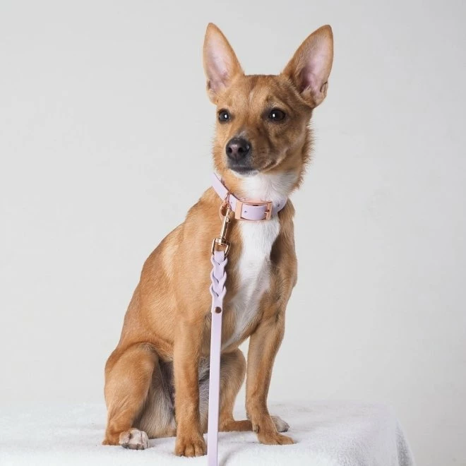 Tyylivoitto Classy Hundehalsbånd Lila 10 Tyylivoitto Classy Hundehalsbånd Lila - Bilde 8