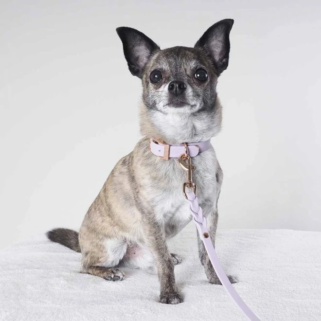 Tyylivoitto Classy Hundehalsbånd Lila 6 Tyylivoitto Classy Hundehalsbånd Lila - Bilde 4