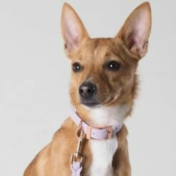 Tyylivoitto Classy Hundehalsbånd Lila 17 Tyylivoitto Classy Hundehalsbånd Lila -Kjæledyrutstyr Salgsbutikk tyylivoitto classy panta kapea laventeli ruusukulta az e4