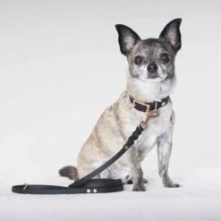 Tyylivoitto Classy Hundehalsbånd Svart -Kjæledyrutstyr Salgsbutikk tyylivoitto classy panta kapea musta ruusukulta az 4d