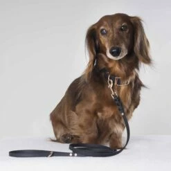 Tyylivoitto Classy Hundehalsbånd Svart -Kjæledyrutstyr Salgsbutikk tyylivoitto classy panta kapea musta ruusukulta az e8