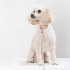 Tyylivoitto Classy Hundehalsbånd Beige -Kjæledyrutstyr Salgsbutikk tyylivoitto classy panta kapea nude ruusukulta az 13