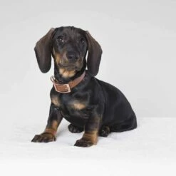 Tyylivoitto Classy Hundehalsbånd Brun -Kjæledyrutstyr Salgsbutikk tyylivoitto classy panta kapea ruskea ruusukulta az ac