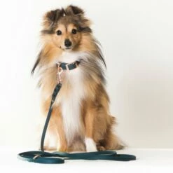 Tyylivoitto Classy Hundehalsbånd Grønn -Kjæledyrutstyr Salgsbutikk tyylivoitto classy panta kapea smaragdi az 99